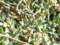 Polygonum aviculare