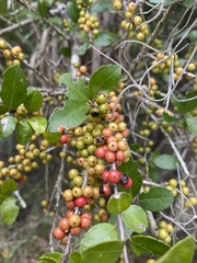 Ilex vomitoria