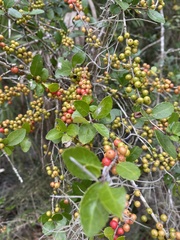 Ilex vomitoria