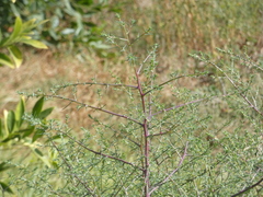 Salsola australis