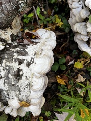 Trichaptum subchartaceum