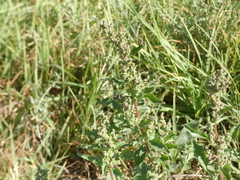 Chenopodiastrum murale