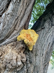 Laetiporus gilbertsonii