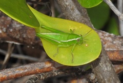 Aptenopedes