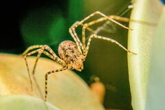 Scytodes globula
