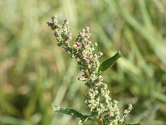 Chenopodiastrum murale