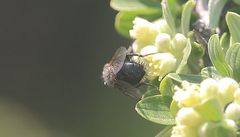 Archytas scutellatus