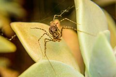 Scytodes globula