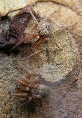 Anyphaena