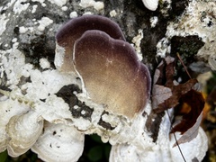 Trichaptum subchartaceum