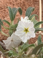 Euploca convolvulacea