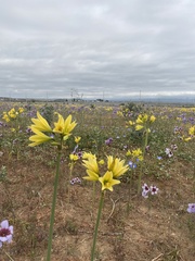 Zephyranthes bagnoldii