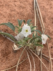 Euploca convolvulacea