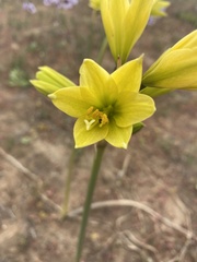 Zephyranthes bagnoldii