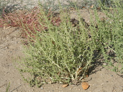 Amaranthus albus