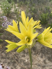Zephyranthes bagnoldii