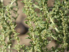 Amaranthus albus