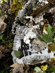 Trichaptum subchartaceum