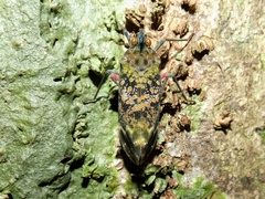 Enchophora sanguinea