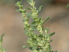 Amaranthus albus