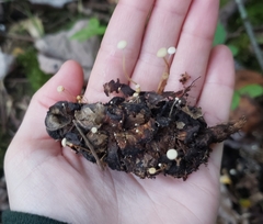 Strobilurus conigenoides