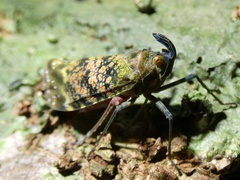 Enchophora sanguinea