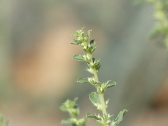 Amaranthus albus