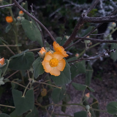 Allowissadula lozanoi