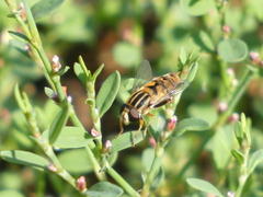 Helophilus latifrons