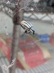 Diaprepes abbreviatus