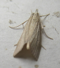 Eoreuma densellus