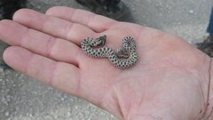Heterodon nasicus