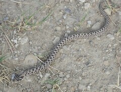 Heterodon nasicus
