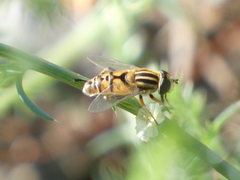 Helophilus latifrons