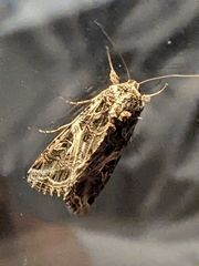 Spodoptera ornithogalli