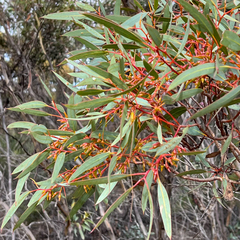 Eucalyptus incrassata
