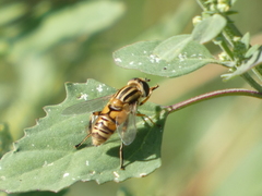 Helophilus latifrons