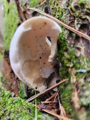 Osteina obducta