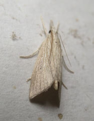 Eoreuma densellus