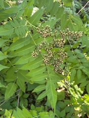 Sorbaria sorbifolia