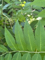 Sorbaria sorbifolia