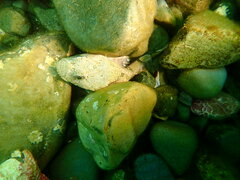 Myoxocephalus