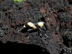 Peridinetus cretaceus