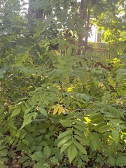 Sorbaria sorbifolia