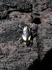 Peridinetus cretaceus
