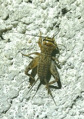 Eumodicogryllus bordigalensis
