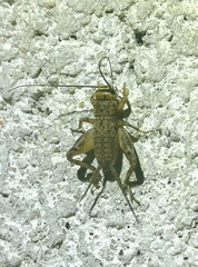 Eumodicogryllus bordigalensis