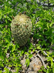 Coryphantha erecta