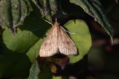 Udea profundalis