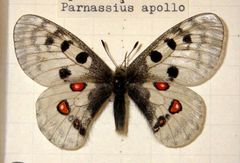 Parnassius apollo